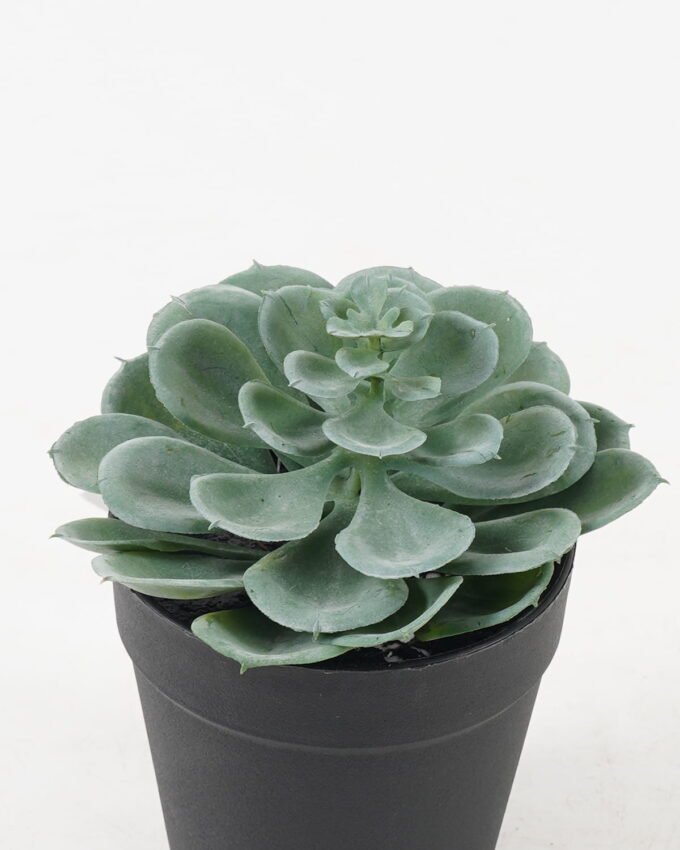 Artificial succulent 10*10*17cm potted leaf in PP pot GS-51723043 2024Feb YeahFlower is one of Chinese leading OEM manufacturers and exporters , supplying the silk flowers, wholesale artificial trees