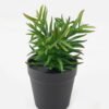 Artificial succulent 8*8*18.5cm potted leaf in PP pot GS-51723044 2024Feb YeahFlower is one of Chinese leading OEM manufacturers and exporters , supplying the silk flowers, wholesale artificial trees