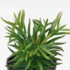 Artificial succulent 8*8*18.5cm potted leaf in PP pot GS-51723044 2024Feb YeahFlower is one of Chinese leading OEM manufacturers and exporters , supplying the silk flowers, wholesale artificial trees