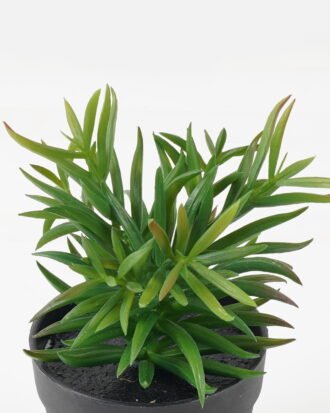 Artificial succulent 8*8*18.5cm potted leaf in PP pot GS-51723044 2024Feb YeahFlower is one of Chinese leading OEM manufacturers and exporters , supplying the silk flowers, wholesale artificial trees