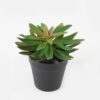 Artificial succulent 14*14*16cm potted leaf in PP pot GS-51723045 2024Feb YeahFlower is one of Chinese leading OEM manufacturers and exporters , supplying the silk flowers, wholesale artificial trees