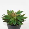 Artificial succulent 14*14*16cm potted leaf in PP pot GS-51723045 2024Feb YeahFlower is one of Chinese leading OEM manufacturers and exporters , supplying the silk flowers, wholesale artificial trees