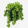 Artificial succulent 9*9*13cm potted leaf in cemnet pot GS-51723048 2024Feb YeahFlower is one of Chinese leading OEM manufacturers and exporters , supplying the silk flowers, wholesale artificial trees