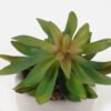 Artificial succulent 12*12*12cm potted leaf in cemnet pot GS-51723050 2024Feb YeahFlower is one of Chinese leading OEM manufacturers and exporters , supplying the silk flowers, wholesale artificial trees