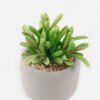 Artificial succulent 12*10*15cm potted leaf in cemnet pot GS-51723052 2024Feb YeahFlower is one of Chinese leading OEM manufacturers and exporters , supplying the silk flowers, wholesale artificial trees