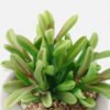 Artificial succulent 12*10*15cm potted leaf in cemnet pot GS-51723052 2024Feb YeahFlower is one of Chinese leading OEM manufacturers and exporters , supplying the silk flowers, wholesale artificial trees