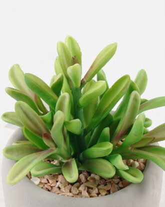 Artificial succulent 12*10*15cm potted leaf in cemnet pot GS-51723052 2024Feb YeahFlower is one of Chinese leading OEM manufacturers and exporters , supplying the silk flowers, wholesale artificial trees