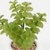Artificial succulent 11*11*18cm potted leaf in cemnet pot GS-51723063 2024Feb YeahFlower is one of Chinese leading OEM manufacturers and exporters , supplying the silk flowers, wholesale artificial trees