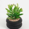 Artificial succulent 8*8*13cm potted leaf in cemnet pot GS-51723065 2024Feb YeahFlower is one of Chinese leading OEM manufacturers and exporters , supplying the silk flowers, wholesale artificial trees