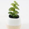 Artificial succulent 6*6*11cm potted leaf in ceramic pot GS-41323012 2024Jan YeahFlower is one of Chinese leading OEM manufacturers and exporters , supplying the silk flowers, wholesale artificial trees