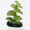 Artificial succulent 6*6*11cm potted leaf in ceramic pot GS-41323012 2024Jan YeahFlower is one of Chinese leading OEM manufacturers and exporters , supplying the silk flowers, wholesale artificial trees