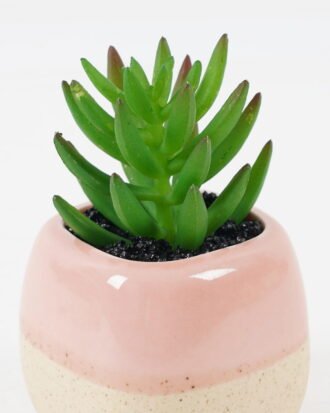 Artificial succulent 6*6*10cm potted leaf in ceramic pot GS-41323013 2024Jan YeahFlower is one of Chinese leading OEM manufacturers and exporters , supplying the silk flowers, wholesale artificial trees Artificial succulent 6*6*10cm potted leaf in ceramic pot GS-41323013 2024Jan YeahFlower is one of Chinese leading OEM manufacturers and exporters , supplying the silk flowers, wholesale artificial trees