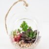 Artificial succulent 11*11*14cm succulent plants in glass pot GS-51719027 2024Jan YeahFlower is one of Chinese leading OEM manufacturers and exporters , supplying the silk flowers, wholesale artificial trees