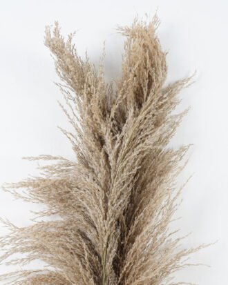 Dried Flowers 17*110CM Reed,3pc/bag, H:110cm/pc(REMARK :  standard : pcs not weight) GS-56620104-K2 2024Jan YeahFlower is one of Chinese leading OEM manufacturers and exporters , supplying the silk flowers, wholesale artificial trees