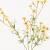 Artificial Flower 15*15*48cm Chamomile *2 single stem GVC-24-3060-W1 2024Mar YeahFlower is one of Chinese leading OEM manufacturers and exporters , supplying the silk flowers, wholesale artificial trees
