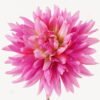 Artificial Flower 16*65cm Dahlia single stem GS-0600141R-Z3 2024Feb YeahFlower is one of Chinese leading OEM manufacturers and exporters , supplying the silk flowers, wholesale artificial trees