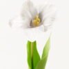 Artificial Flower 13*13*56cm Tulipa gesneriana single stem/2 Ivs GVC-24-3066-H1 2024Mar YeahFlower is one of Chinese leading OEM manufacturers and exporters , supplying the silk flowers, wholesale artificial trees