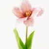 Artificial Flower 13*13*56cm Tulipa gesneriana single stem/2 Ivs GVC-24-3066-P1 2024Mar YeahFlower is one of Chinese leading OEM manufacturers and exporters , supplying the silk flowers, wholesale artificial trees