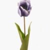 Artificial Flower Tulipa single stem GVC-24-3036-Z3_8 Artificial Flower 9*9*60cm Tulipa single stem GVC-24-3036-Z3 2024Mar YeahFlower is one of Chinese leading OEM manufacturers and exporters , supplying the silk flowers, wholesale artificial trees