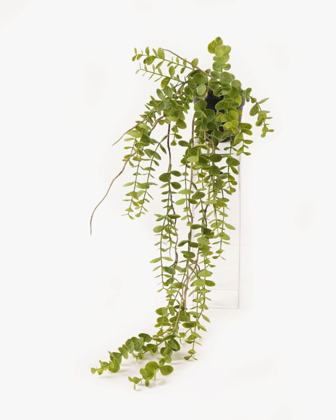 Artificial Plant Eucalyptus Leaf in PP pot GS-05524012_4 Artificial Plant 27*27*57cm Eucalyptus Leaf in PP pot GS-05524012 2024Feb YeahFlower is one of Chinese leading OEM manufacturers and exporters , supplying the silk flowers, wholesale artificial trees