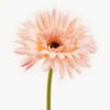 Artificial Flower 11*11*48cm Chrysanthemum single stem GS-64424001-P1 2024Apr YeahFlower is one of Chinese leading OEM manufacturers and exporters , supplying the silk flowers, wholesale artificial trees