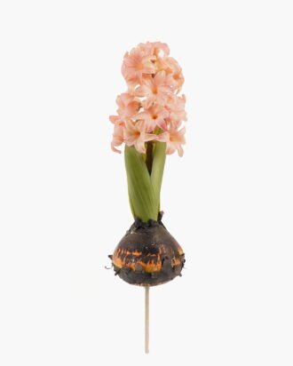 Artificial Flower 7*7*28cm Hyacinth+Onion single stem GS-41523016-P1 2024Mar YeahFlower is one of Chinese leading OEM manufacturers and exporters , supplying the silk flowers, wholesale artificial trees