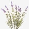 Artificial Flower Lavender*7 GS-05523087 2024Mar YeahFlower is one of Chinese leading OEM manufacturers and exporters , supplying the silk flowers, wholesale artificial trees