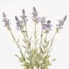 Artificial Flower Lavender*7 GS-05523088 2024Mar YeahFlower is one of Chinese leading OEM manufacturers and exporters , supplying the silk flowers, wholesale artificial trees