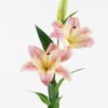Artificial Flower 29*29*75cm Lily  *3 single stem/8 lvs GS-64923028-P2 2024Apr YeahFlower is one of Chinese leading OEM manufacturers and exporters , supplying the silk flowers, wholesale artificial trees