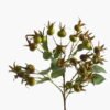 Artificial Flower Rose Hip single stem GS-51624007_2 Artificial Flower 18*18*71cm Rose Hip single stem GS-51624007 2024Apr YeahFlower is one of Chinese leading OEM manufacturers and exporters , supplying the silk flowers, wholesale artificial trees