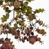 Artificial Plant 28*42cm Eucalyptus Hanging GS-73024006-G3 Banners&Garlands YeahFlower is one of Chinese leading OEM manufacturers and exporters , supplying the silk flowers, wholesale artificial trees