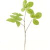 Artificial Plant Leaf single stem GS-53623066-G1 Artificial Plant 35*35*79cm Leaf single stem GS-53623066-G1 2024Mar YeahFlower is one of Chinese leading OEM manufacturers and exporters , supplying the silk flowers, wholesale artificial trees