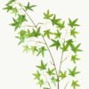 Artificial Plant 22*22*95cm Maple Leaf single stem GS-51624001 2024Apr YeahFlower is one of Chinese leading OEM manufacturers and exporters , supplying the silk flowers, wholesale artificial trees