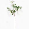 Artificial Plant Mulberries single stem GS-73024003-W1_9 Artificial Plant 35*35*86cm Mulberries single stem GS-73024003-W1 2024Apr YeahFlower is one of Chinese leading OEM manufacturers and exporters , supplying the silk flowers, wholesale artificial trees