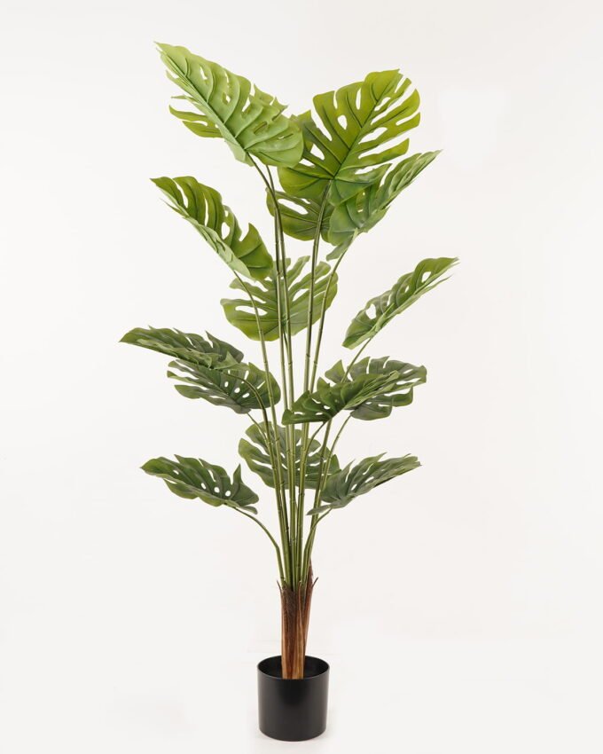 Artificial Tree Monstera in PP pot 15 lvs GS-595241002_1 Artificial Tree 60*60*160cm Monstera in PP pot/15 lvs GS-595241002 2024Mar YeahFlower is one of Chinese leading OEM manufacturers and exporters , supplying the silk flowers, wholesale artificial trees