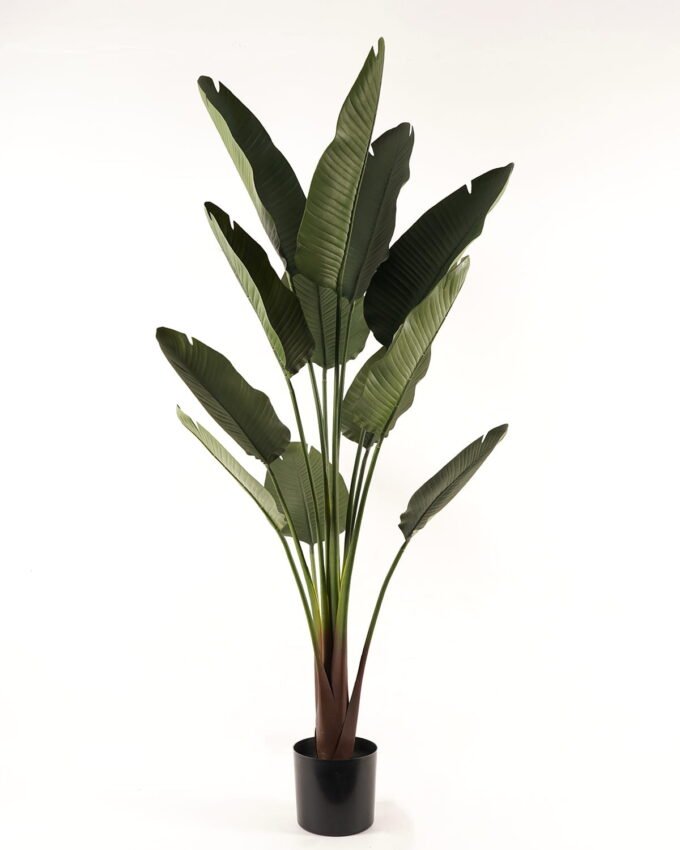 Artificial Tree 77*77*180cm Sterlitzia in PP pot/12 lvs GS-595241001 2024Mar YeahFlower is one of Chinese leading OEM manufacturers and exporters , supplying the silk flowers, wholesale artificial trees