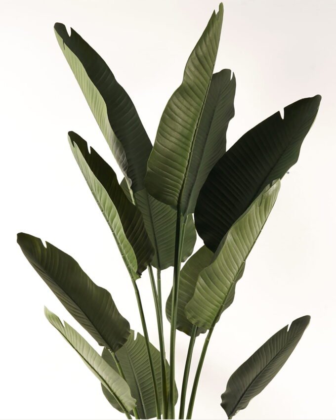 Artificial Tree 77*77*180cm Sterlitzia in PP pot/12 lvs GS-595241001 2024Mar YeahFlower is one of Chinese leading OEM manufacturers and exporters , supplying the silk flowers, wholesale artificial trees