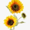 Artificial Flower 18*18*92cm Sunflower *3 single stem GS-10523001 2024Apr YeahFlower is one of Chinese leading OEM manufacturers and exporters , supplying the silk flowers, wholesale artificial trees