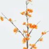 Artificial Flower Begonia single stem GS-71224030-O1_7 Artificial Flower 25*25*108cm Begonia single stem GS-71224030-O1 2024May YeahFlower is one of Chinese leading OEM manufacturers and exporters , supplying the silk flowers, wholesale artificial trees