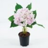 Artificial Flower 34*25*45cm Hydrangea in PP pot GS-73524009 Potted Flowers&Plants YeahFlower is one of Chinese leading OEM manufacturers and exporters , supplying the silk flowers, wholesale artificial trees