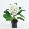 Artificial Flower 34*25*45cm Hydrangea in PP pot GS-73524009 Potted Flowers&Plants YeahFlower is one of Chinese leading OEM manufacturers and exporters , supplying the silk flowers, wholesale artificial trees
