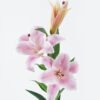 Artificial Flower Lily 3 single stem GS-64924009-Z1_5 Artificial Flower 18*18*88cm Lily *3 single stem GS-64924009-Z1 2024Jun YeahFlower is one of Chinese leading OEM manufacturers and exporters , supplying the silk flowers, wholesale artificial trees