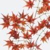 Artificial Flower Maple leaf single stem GS-71224008-R1_6 Artificial Flower 29*29*72cm Maple leaf single stem GS-71224008-R1 2024May YeahFlower is one of Chinese leading OEM manufacturers and exporters , supplying the silk flowers, wholesale artificial trees