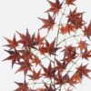 Artificial Flower Maple leaf single stem GS-71224008_2 Artificial Flower 29*29*72cm Maple leaf single stem GS-71224008 2024May YeahFlower is one of Chinese leading OEM manufacturers and exporters , supplying the silk flowers, wholesale artificial trees