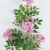 Artificial Flower Michelia single stem GS-74424023-R1_5 Artificial Flower 27*27*121cm Michelia single stem GS-74424023-R1 2024Jun YeahFlower is one of Chinese leading OEM manufacturers and exporters , supplying the silk flowers, wholesale artificial trees