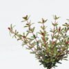 Artificial Flower 12*12*28cm Purslane bush GS-73624020 Flowers Bush YeahFlower is one of Chinese leading OEM manufacturers and exporters , supplying the silk flowers, wholesale artificial trees