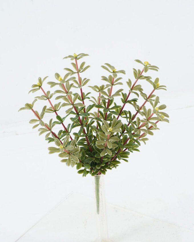 Artificial Flower 12*12*28cm Purslane bush GS-73624020 Flowers Bush YeahFlower is one of Chinese leading OEM manufacturers and exporters , supplying the silk flowers, wholesale artificial trees