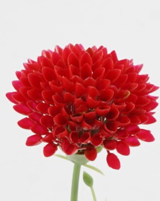 Artificial Flower 8*8*28cm Tuberose single stem GS-58824018-R1 2024May YeahFlower is one of Chinese leading OEM manufacturers and exporters , supplying the silk flowers, wholesale artificial trees Artificial Flower 8*8*28cm Tuberose single stem GS-58824018-R1 2024May YeahFlower is one of Chinese leading OEM manufacturers and exporters , supplying the silk flowers, wholesale artificial trees