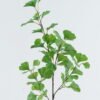 Artificial Plant Ginkgo leaves 4 single stem GS-74524003-G1_4 Artificial Plant 17*17*88cm Ginkgo leaves *4 single stem GS-74524003-G1 2024Jun YeahFlower is one of Chinese leading OEM manufacturers and exporters , supplying the silk flowers, wholesale artificial trees