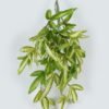 Artificial Plant 25*25*41cm Grass*7 bush GS-14524007 Leaves&Sprays&Foliages YeahFlower is one of Chinese leading OEM manufacturers and exporters , supplying the silk flowers, wholesale artificial trees